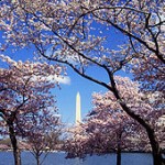 170px-Washington_C_D.C