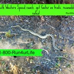 Rattlesnake